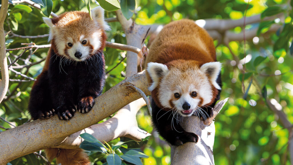 LORO PARQUE